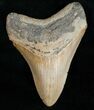 Fossil Megalodon Tooth From North Carolina #11992-1